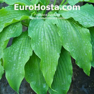 Hosta Buffalo Grassland Valley