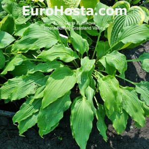 Hosta Buffalo Grassland Valley