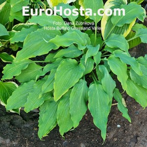 Hosta Buffalo Grassland Valley