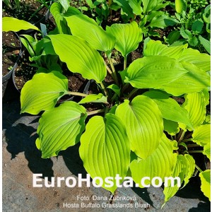 hosta Buffalo Grassland Blush