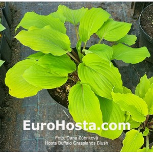 hosta Buffalo Grassland Blush