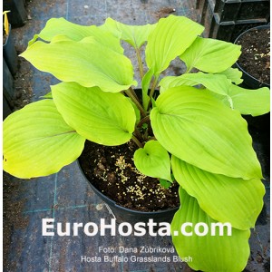 hosta Buffalo Grassland Blush
