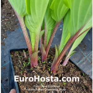 hosta Buffalo Grassland Blush