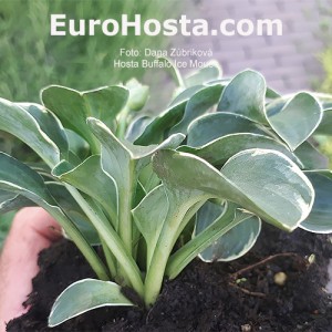 Hosta Buffalo Ice Mouse