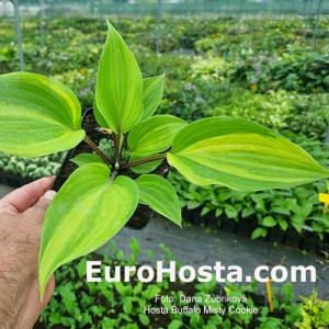 Hosta Buffalo Misty Cookie