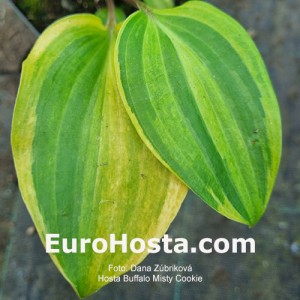 Hosta Buffalo Misty Cookie