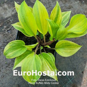 Hosta Buffalo Misty Cookie