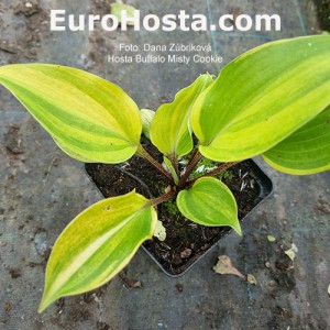 Hosta Buffalo Misty Cookie