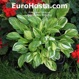 Hosta Buffalo Misty Fog