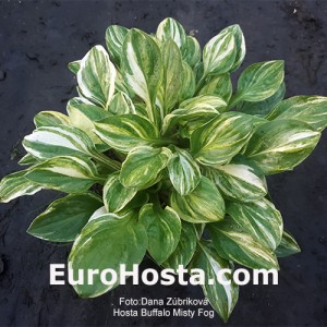 Hosta Buffalo Misty Fog