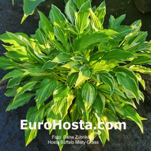 Hosta Buffalo Misty Grass