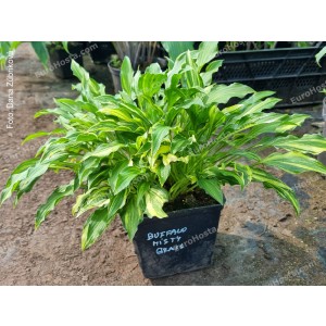 Hosta Buffalo Misty Grass