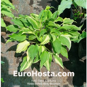 hosta Buffalo Misty Mountain
