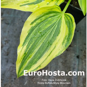 hosta Buffalo Misty Mountain