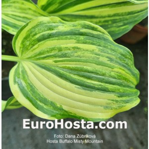 hosta Buffalo Misty Mountain