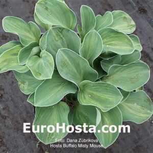 Hosta Buffalo Misty Mouse