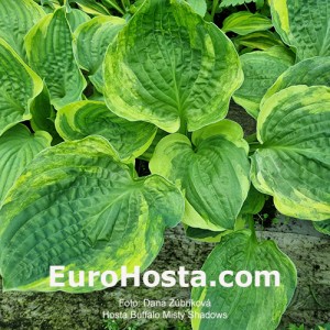 Hosta Buffalo Misty Shadows