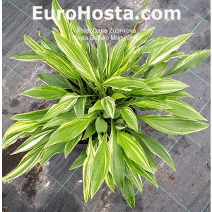 hosta Buffalo Misty Spirit 