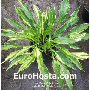 hosta Buffalo Misty Spirit 