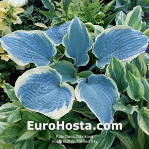 Hosta Buffalo Painted Sky