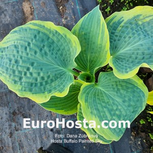 Hosta Buffalo Painted Sky