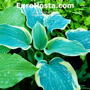 Hosta Buffalo Painted Sky