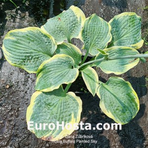 Hosta Buffalo Painted Sky