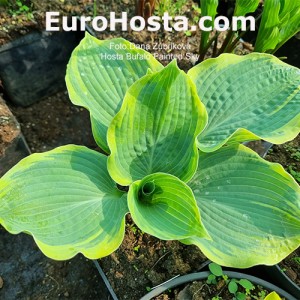 Hosta Buffalo Painted Sky