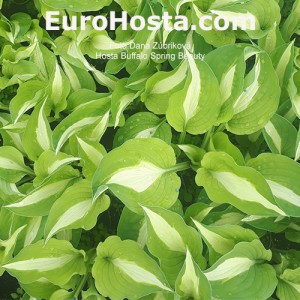 Hosta Buffalo Spring Beauty