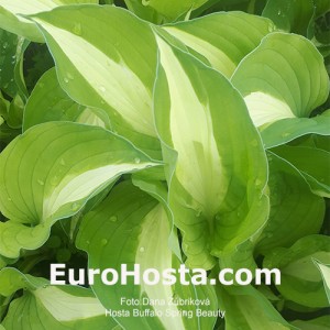 Hosta Buffalo Spring Beauty