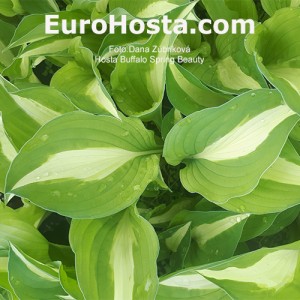 Hosta Buffalo Spring Beauty