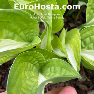 Hosta Buffalo Spring Beauty