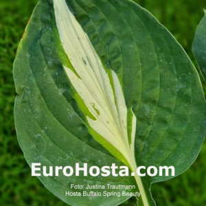 Hosta Buffalo Spring Beauty