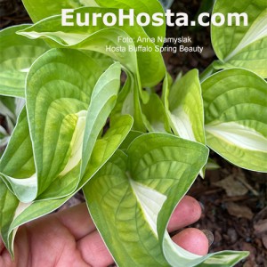 Hosta Buffalo Spring Beauty