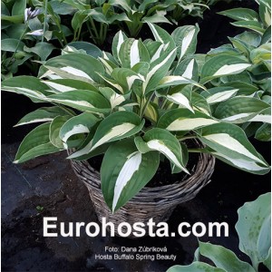 Hosta Buffalo Spring Beauty