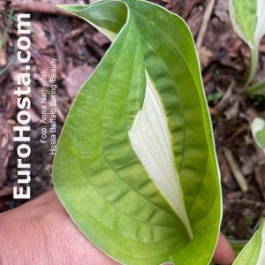 Hosta Buffalo Spring Beauty