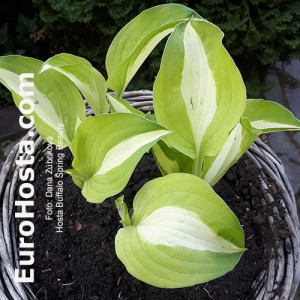 Hosta Buffalo Spring Beauty