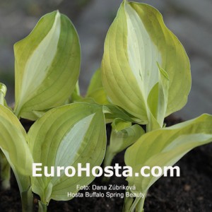 Hosta Buffalo Spring Beauty