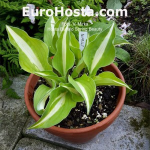 Hosta Buffalo Spring Beauty