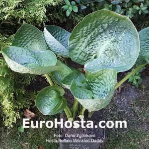 hosta Buffalo Wrinkled Daddy