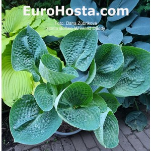 hosta Buffalo Wrinkled Daddy