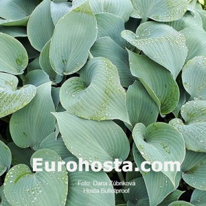 Hosta Bulletproof