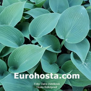 Hosta Bulletproof