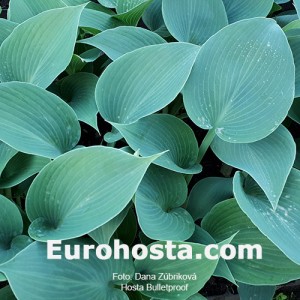 Hosta Bulletproof