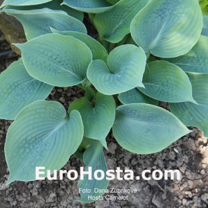 Hosta Camelot - Eurohosta