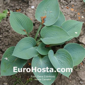 Hosta Camelot - Eurohosta