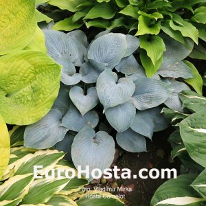 Hosta Camelot - Eurohosta