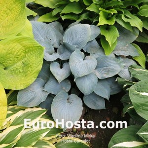 Hosta Camelot - Eurohosta