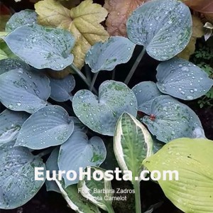 Hosta Camelot - Eurohosta