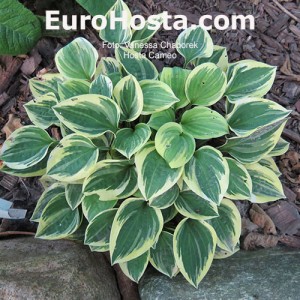 Hosta Cameo - Eurohosta